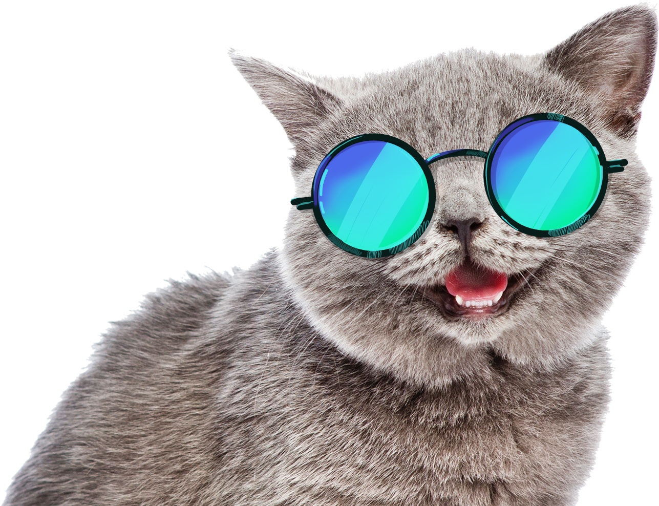 cat funny sunglasses summer fun meme freetoedit...