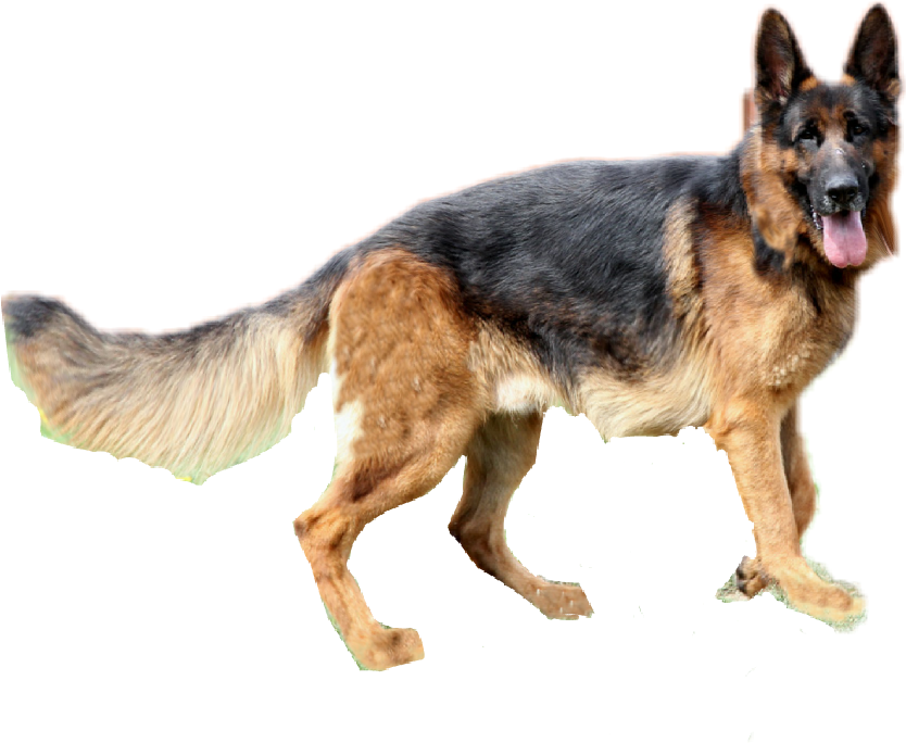 Germanshepherd Dog Alsatian Sticker By Taliafera