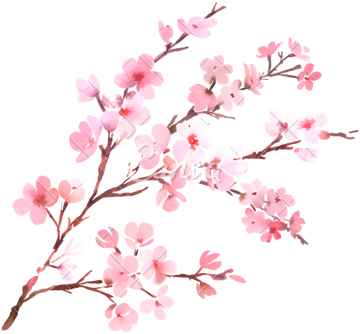 blossom tree branch pink flowers flowerfreetoedit...