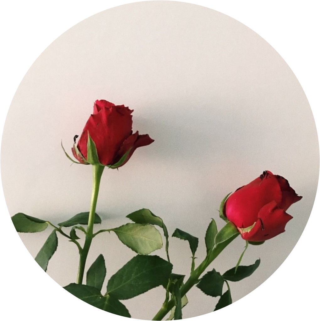 aesthetic aestheticcircle red redflowers redflower rose...