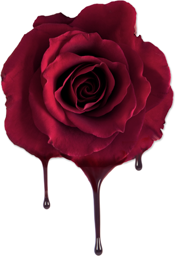 rose flowers flower rosa melting drip dripping roses...