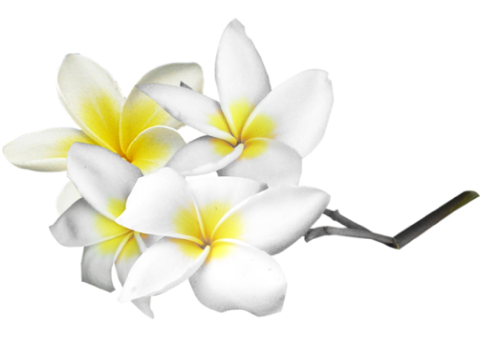 Plumeria Flower White Background