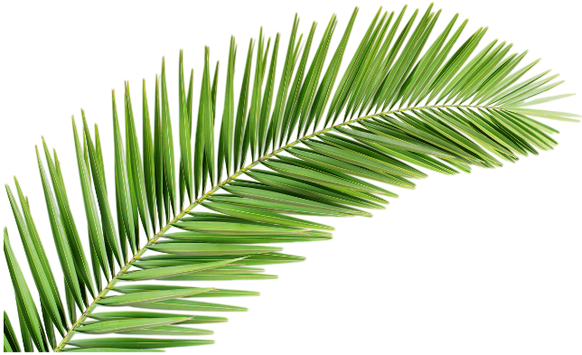 palm palmtree leaves tropical plant green greenery tree...