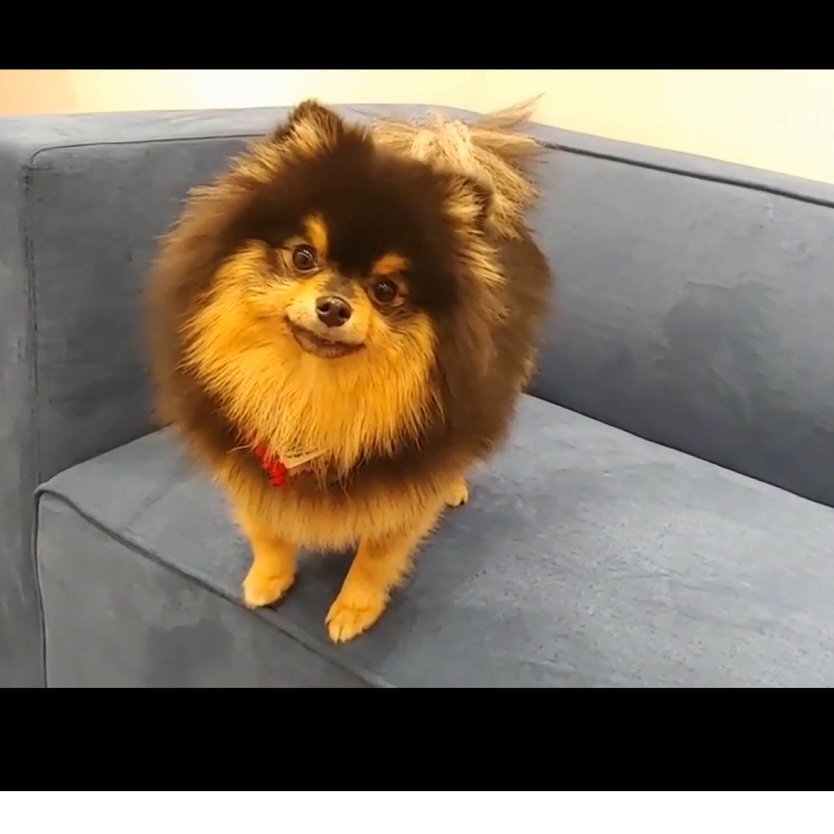 yeontan🐶 - Image by Bebe G 🧸