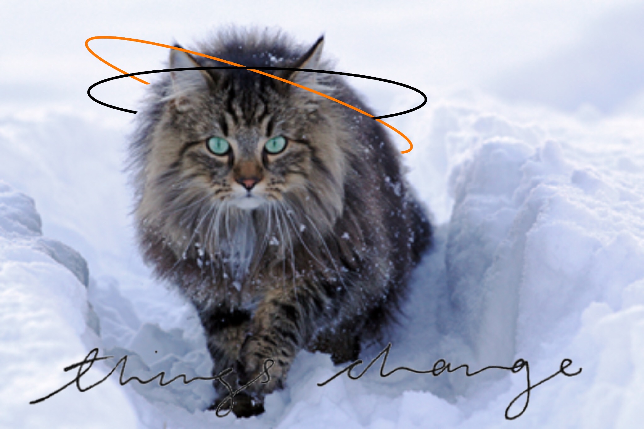 Норвежский Лесной кот Викинг