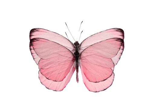 butterfly butterflies wings pink insect pretty transluc...