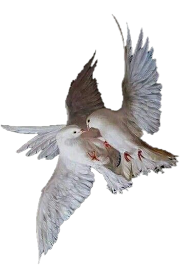 angelic angel bird aesthetic dove lovecore angelcore...