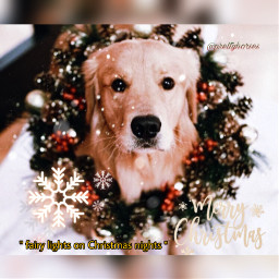 freetoedit goldenretriever dog fairylights christmasnights christmasbells merrychristmas snow cute xmas snowflakes