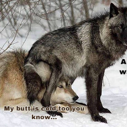 freetoedit seatwarmer seat wolves wolf blackwolf greywolf floofy awww sitting sittingwolf smort lol wolfies aw