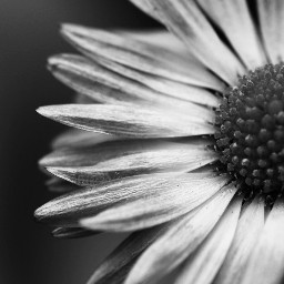 freetoedit bwphotography flower local