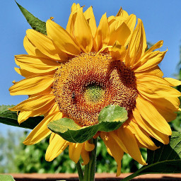 angeleyesimages sunflower sunflowers flower flowers gorgeousflowers travelphotography traveler traveling nikon nikonphotography nature naturephotography landscape landscapephotography instagram picsart picoftheday freetoedit cute beautiful awesome