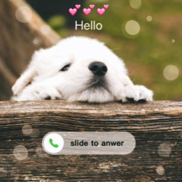 freetoedit dog cute answer call phone challenge competition srcslidetoanswer slidetoanswer