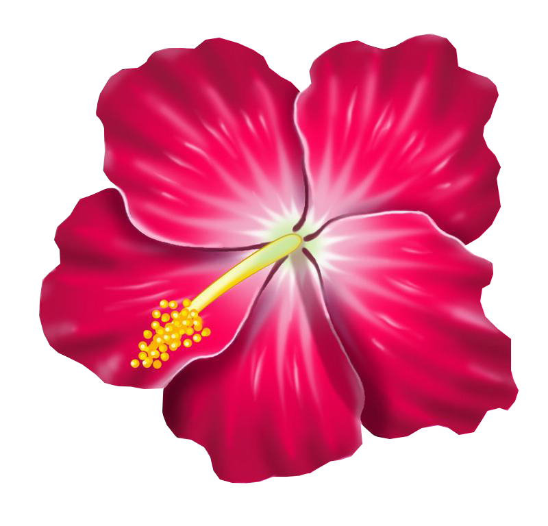 Hibiscus Flower Freetoedit Hibiscus Sticker By Taliafera