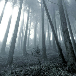 freetoedit forest mist blackandwhite music photography snow rain