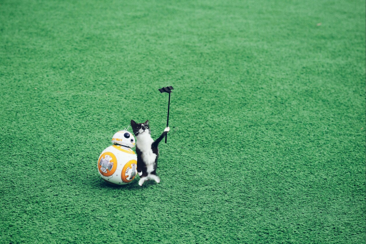 freetoedit myedit creative petsandanimals mypet