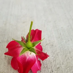 pcminimalism minimalism rose flower upsidedown pcasingleitem