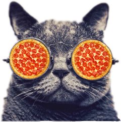 interesting pizza cats photography freetoedit