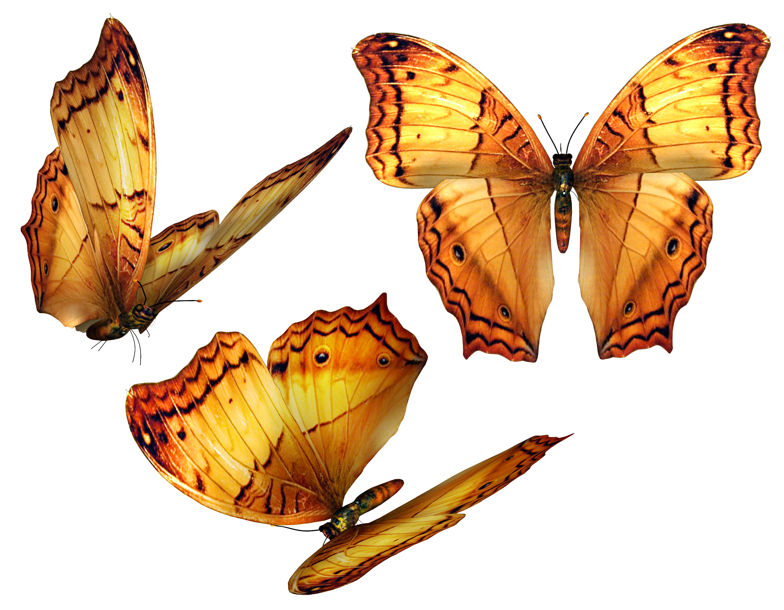 Пнг изображения. Бабочки для фотошопа. Бабочки на прозрачном фоне для фотошопа. Мотылек на прозрачном фоне. Клипарты для фотошопа.