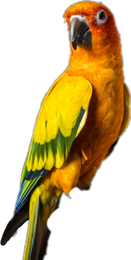Popular and Trending maverick-movement Stickers on PicsArt