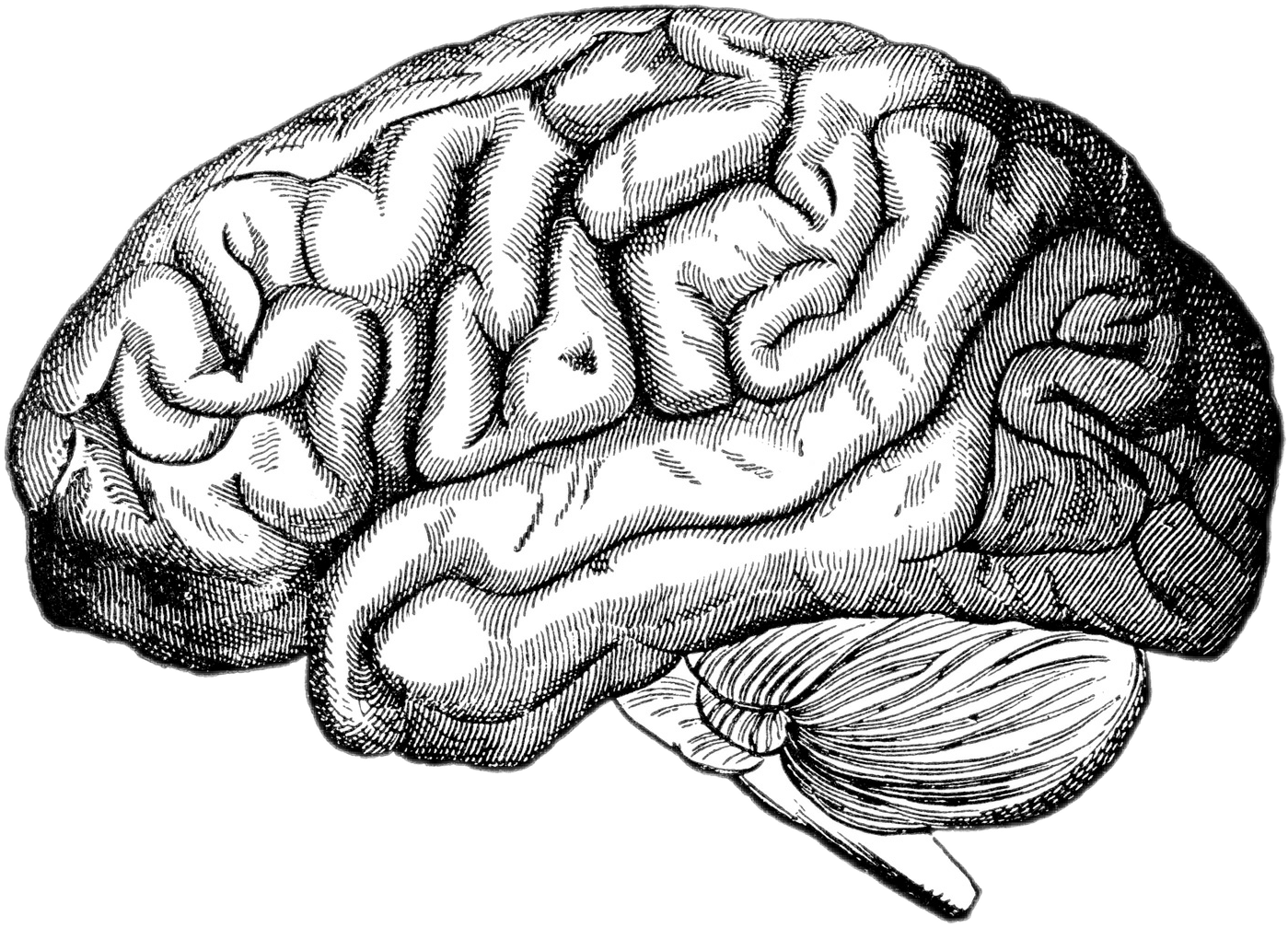 realistic brain freetoedit sticker by bensadece01