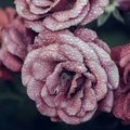 royaltywritting