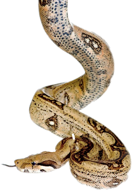 Python Snake Png Free Png And Transparent Images | My XXX Hot Girl