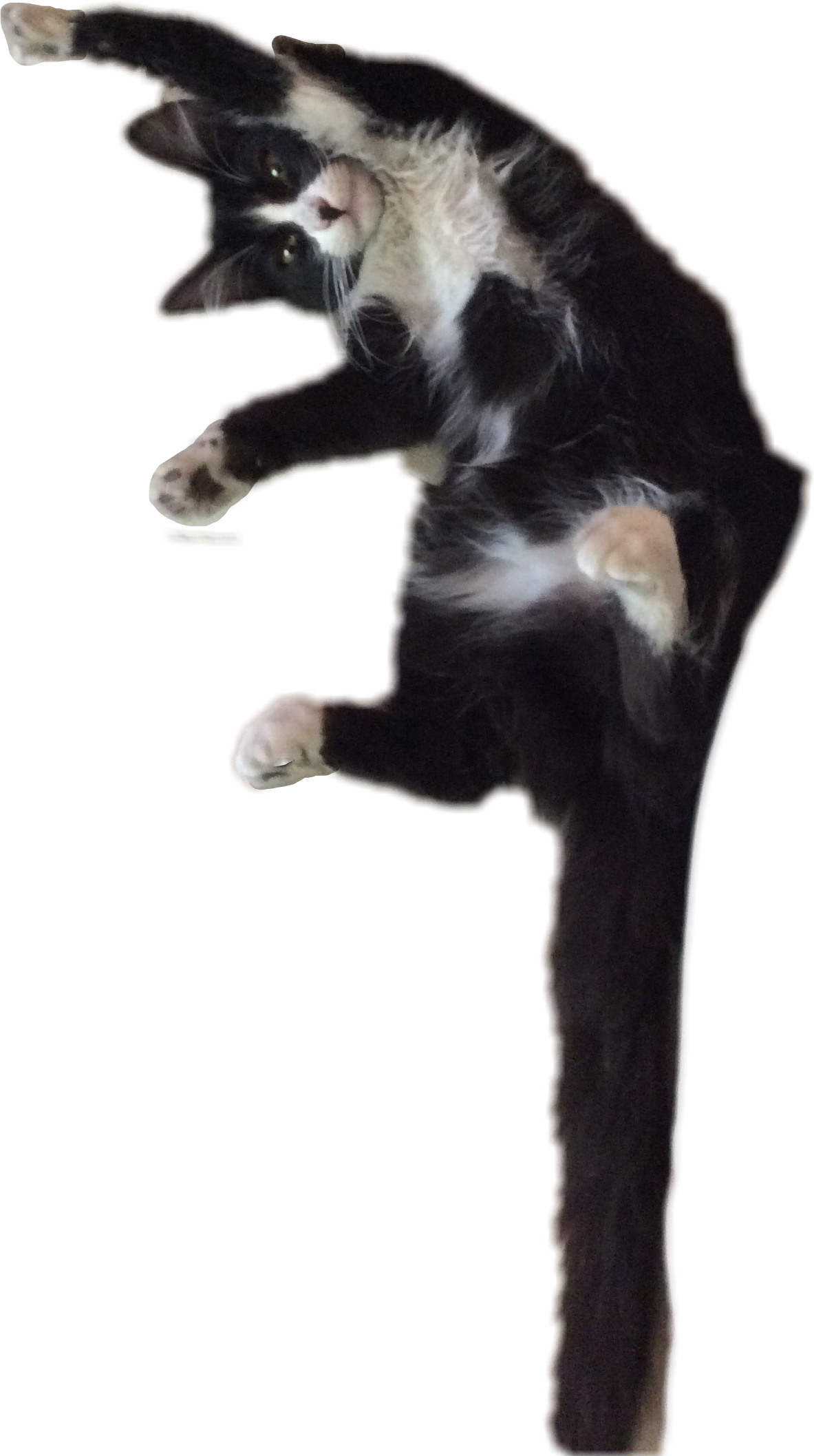 cat crazy freetoedit #cat sticker by @jordanadanalujardon