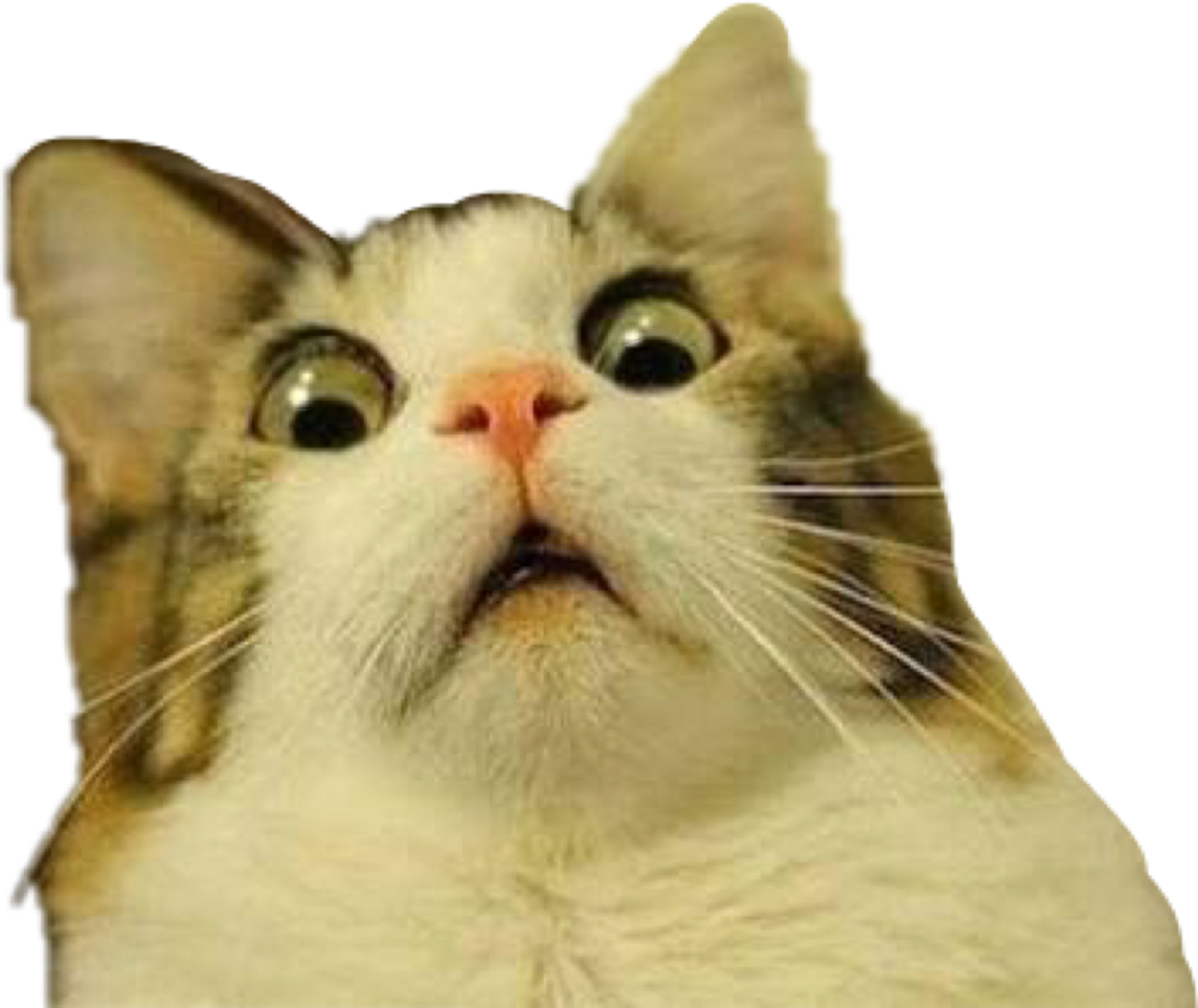 Troll Trolling Cat Meme Scared Sticker By Sknyart