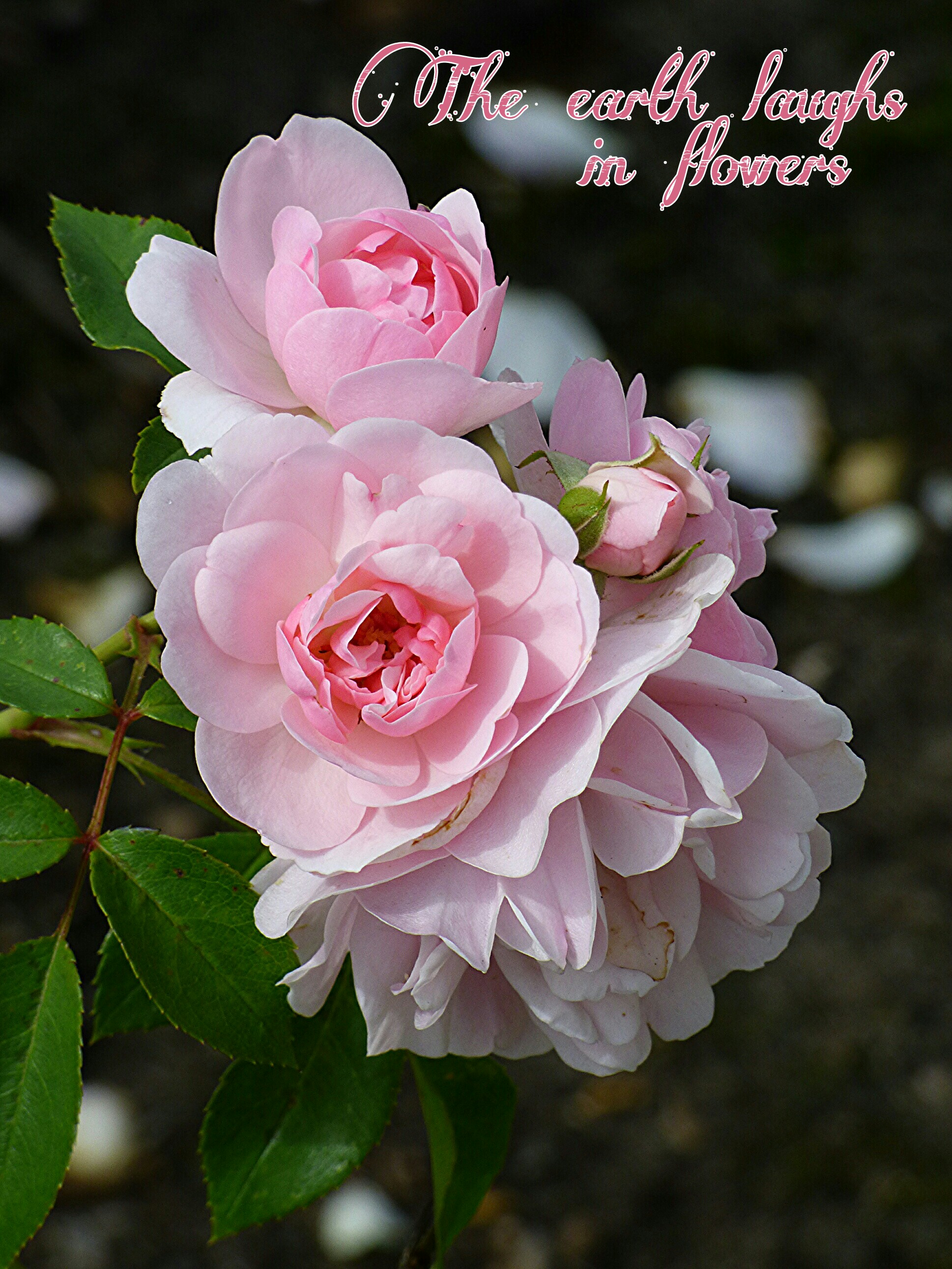 photography flowers pink roses quotes image by @tinekemassop