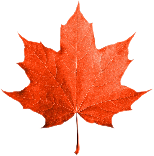 maple maples mapletree mapleleaf canada sticker by @zeexzhr_