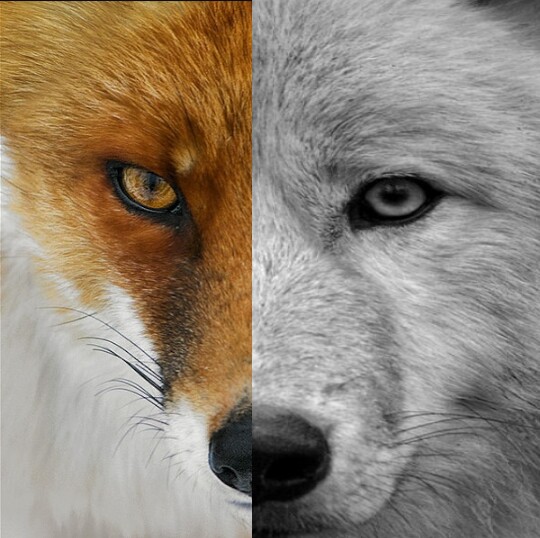 half fox half wolf