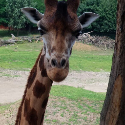 myphotography giraffe zoo unedited freetoedit