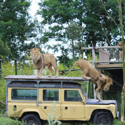 lions photography safari unedited freetoedit