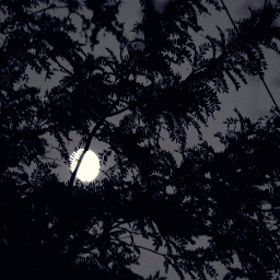 night tree moon black nature