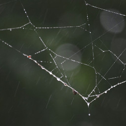 spiderweb rain nature