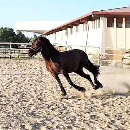 freetoedit hipica horse fast semental