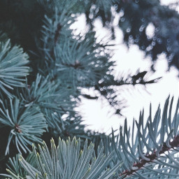 pine nature photography freetoedit