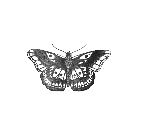 Butterfly Mariposa tumblr tattoo tatuaje...