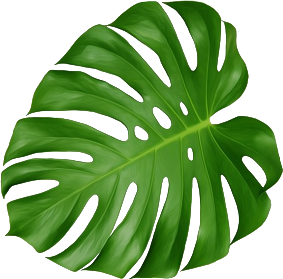 Featured image of post Folhagem Png Tropical 8 256 transparent png illustrations and cipart matching tropical