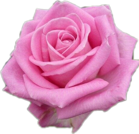 flower rose pink freetoedit #flower #rose sticker by @laleh7