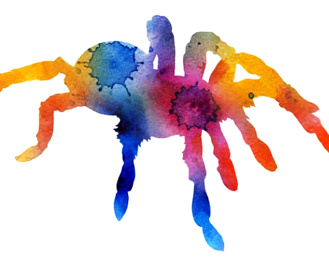 #spider,#turantula,#colorful,#halloween,#freetoedit,#ftespiders