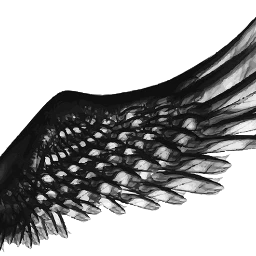 wings wing angelwing blackwings freetoedit ftewings