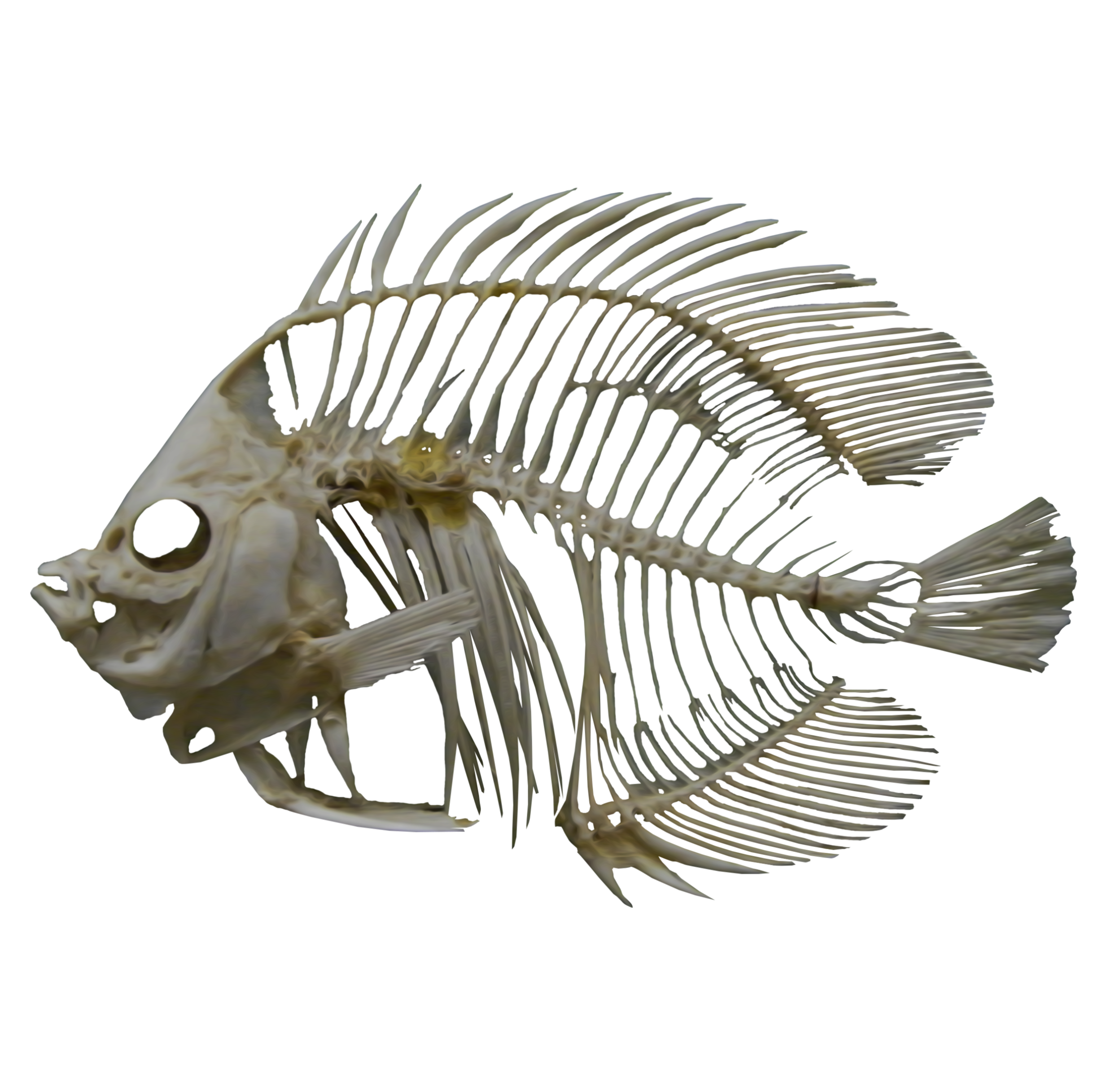 Купить кости рыбы. Скелет рыбы. Скелетриби. Скелет рыбки. Скелет ОО рыбы.