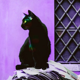 freetoedit cat blackcat black purple