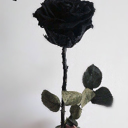 rose black hearts tumblr