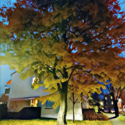 freetoedit fall photography tree