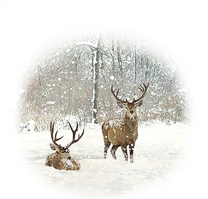 Download scene snow xmas christmas snow deer winter...