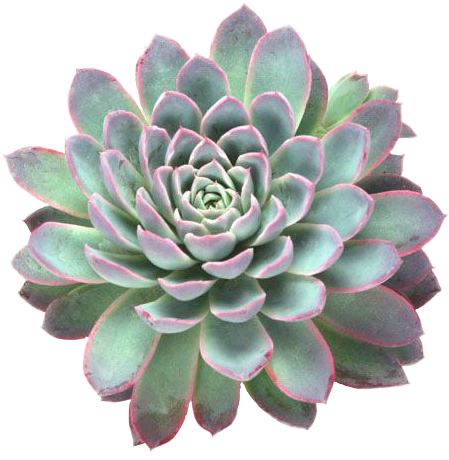 succulents plants tumblr freetoedit sticker by @jaethecheeto