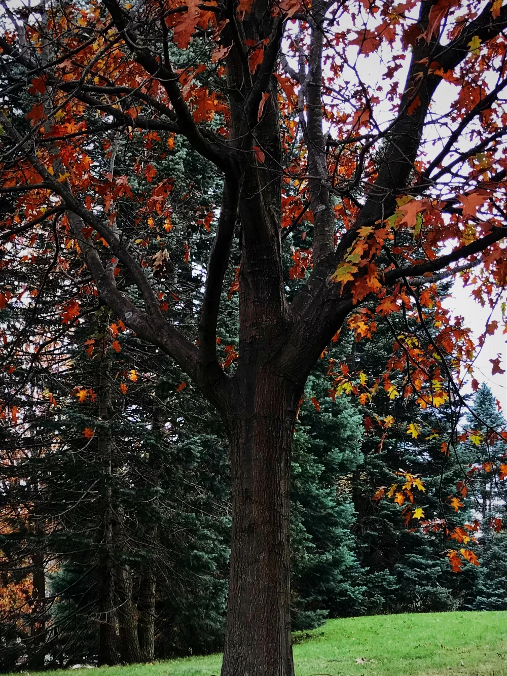 #freetoedit #trees #fall #nature