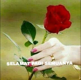 76+ Gambar Bunga Mawar Selamat Pagi Terlihat Keren 76+ Gambar Bunga Mawar Selamat Pagi Terlihat Keren